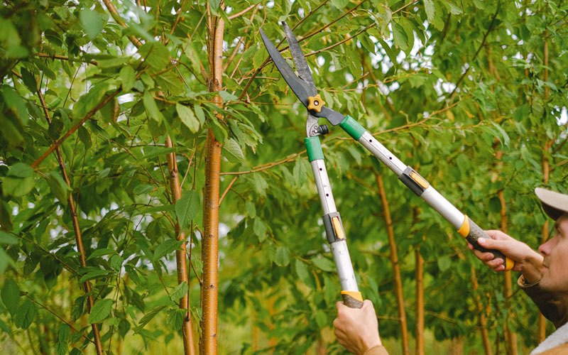 Tree trimming in Oskaloosa, KS