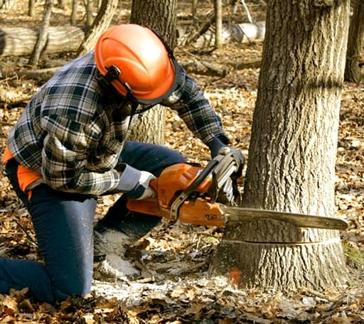 Tree Removal in Oskaloosa, KS